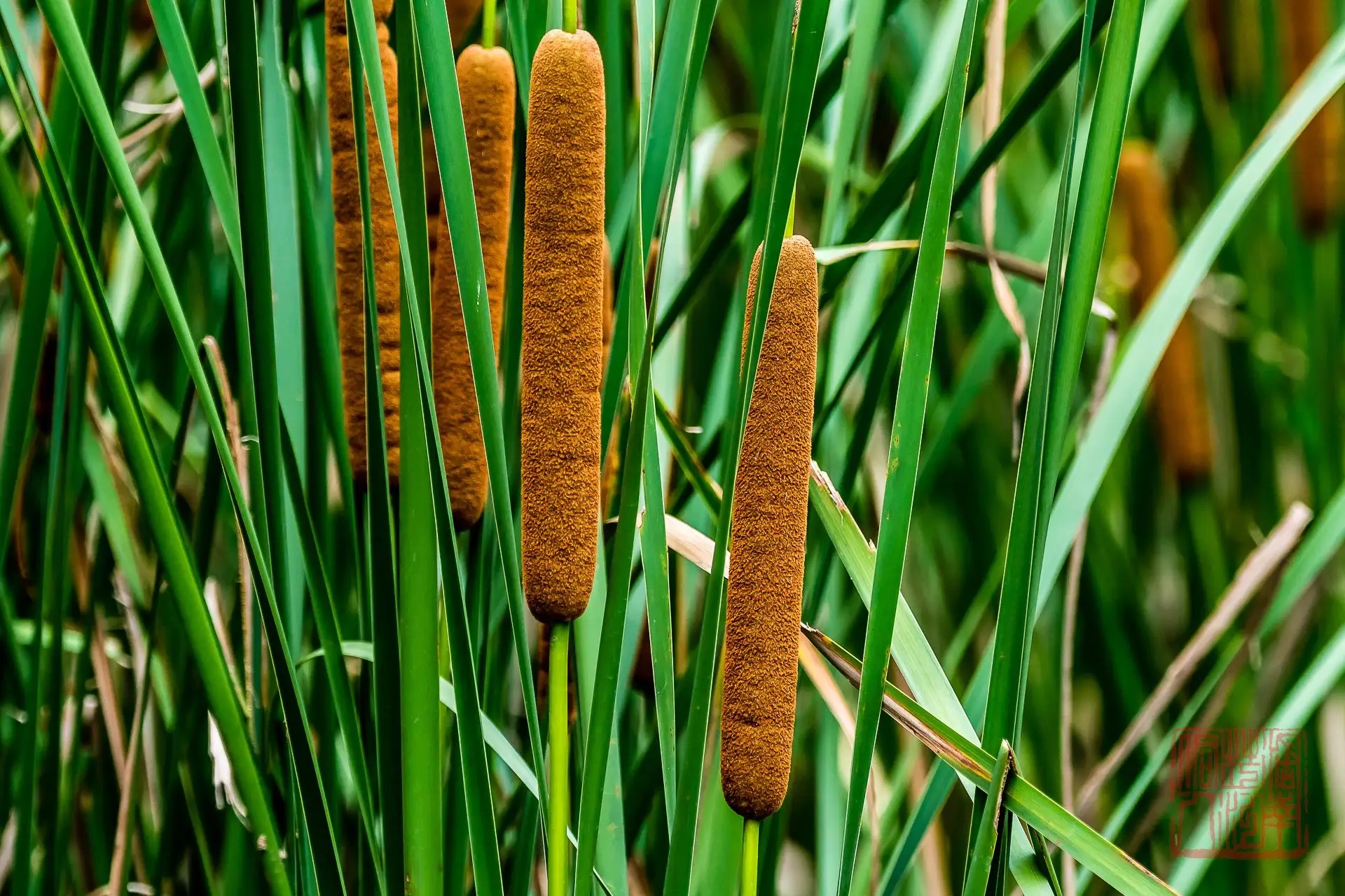 1695692467171982.jpg 香蒲.jpg