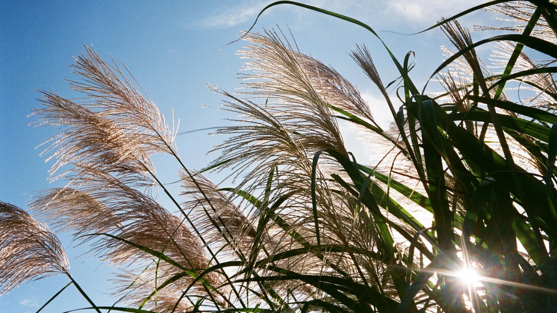 1695692502182848.jpg 蘆葦.jpg