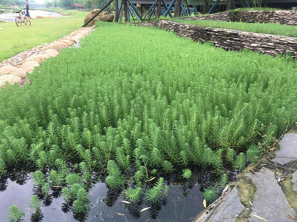 中國(guó)十大污水處理企業(yè)哪個(gè)更好一些