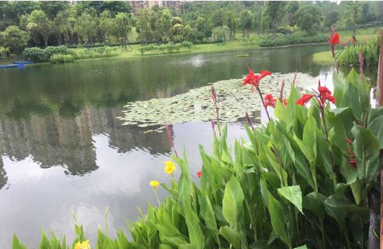 黑臭水體怎么處理？農(nóng)村黑臭水體治理方案