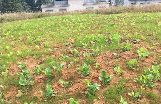 農(nóng)村環(huán)境治理后期如何管理？